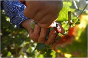 Vendanges manuelles au Vale de Corça - Vins du Douro