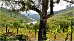 Vignes Vale de Corça - Vins du Douro