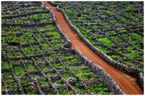 Vignes do Pico des Açores - Azor Concha